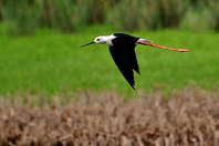 Himantopus himantopus